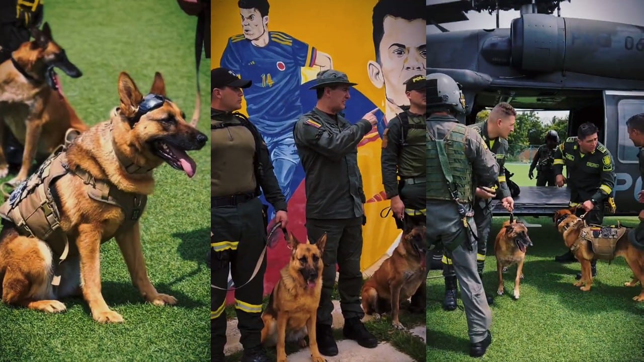 Adopción de mascotas: Una de las prioridades del Gobierno de Petro