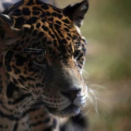 Cámaras registran aumento de jaguares que están en peligro de extinción