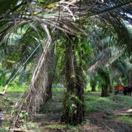 Campesinas ven en la palma de aceite un camino para empoderarse y progresar