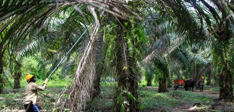 Campesinas ven en la palma de aceite un camino para empoderarse y progresar
