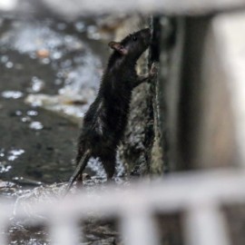 Descubren la primera evidencia de uso de la imaginación en animales