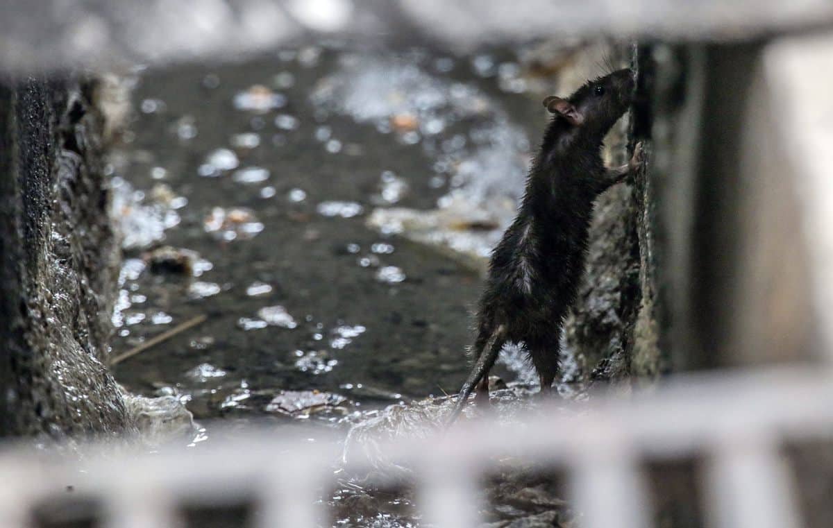 Descubren la primera evidencia de uso de la imaginación en animales