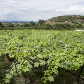 El Parque Nacional de la Uva: Aprenda sobre este 'mágico' fruto