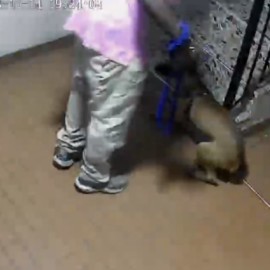 Maltrato animal en Jamundí: Hombre golpeó a perrito en una unidad residencial