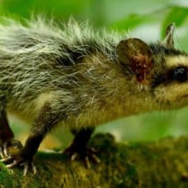 Empresa de aseo de Cali será investigada por grave caso de maltrato animal