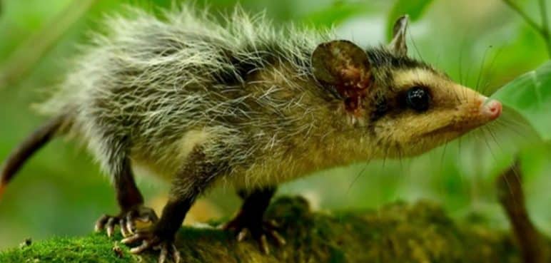 Empresa de aseo de Cali será investigada por grave caso de maltrato animal