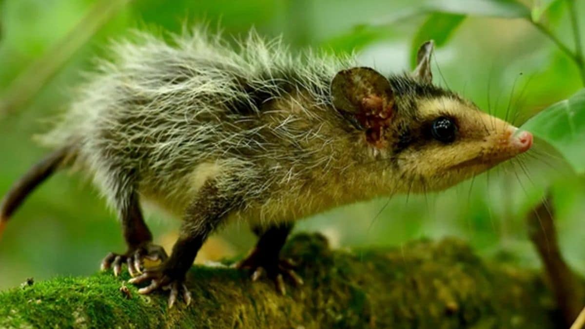 Empresa de aseo de Cali será investigada por grave caso de maltrato animal
