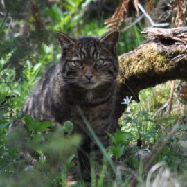 Por la pérdida de su hábitat, gato salvaje busca aparearse con el doméstico