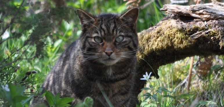 Por la pérdida de su hábitat, gato salvaje busca aparearse con el doméstico