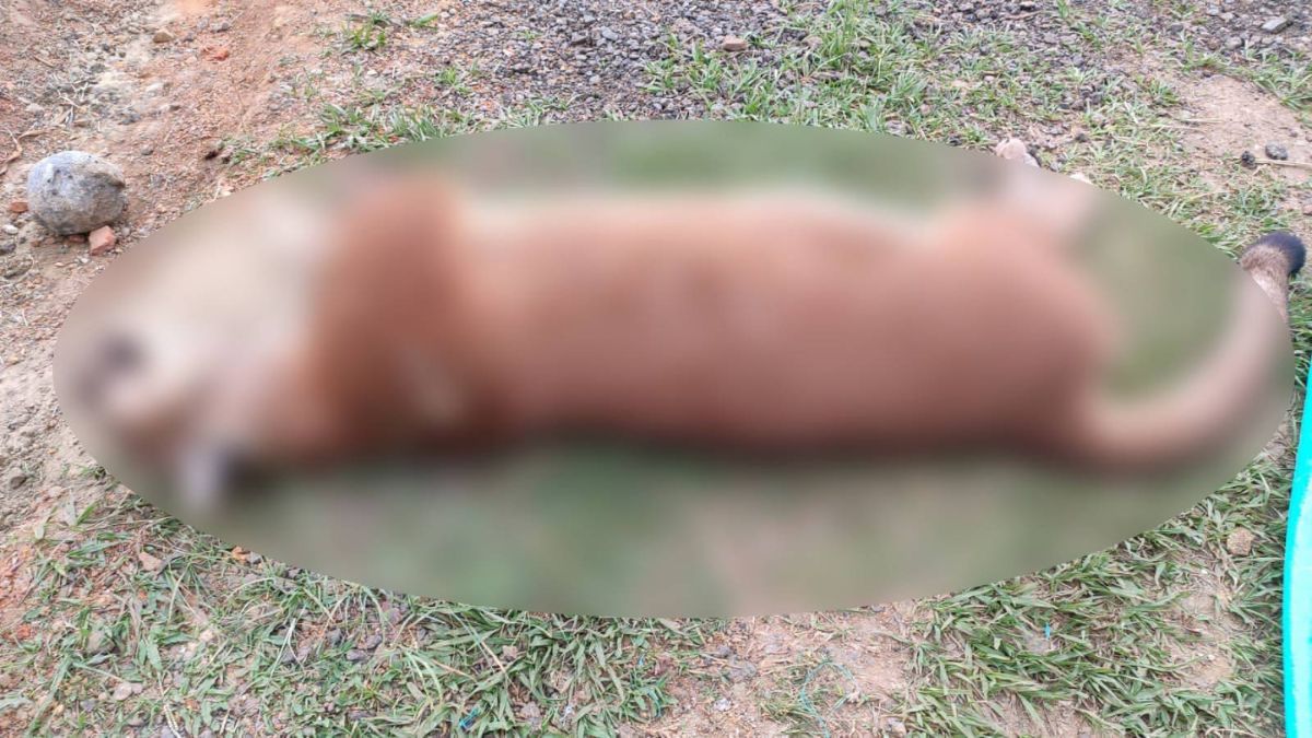 Investigan la muerte de un puma hembra en la zona rural de Yotoco, Valle