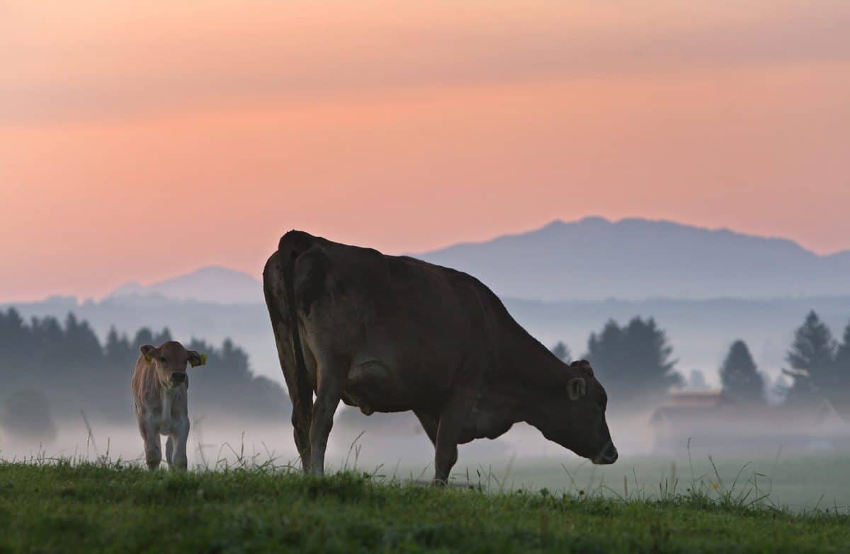 Un nutriente en la carne de vaca y lácteos mejoraría la respuesta inmunitaria al cáncer
