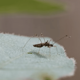 Habitantes del barrio El Caney solicitan fumigación para combatir el dengue