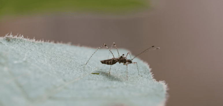 Habitantes del barrio El Caney solicitan fumigación para combatir el dengue