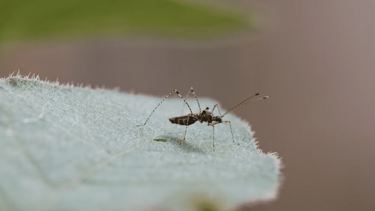 Jornadas de fumigación contra el dengue: Conozca la programación de esta semana