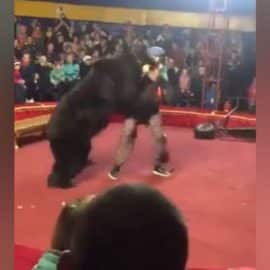 Video: Un oso atacó a domador de circo y quedó gravemente herido