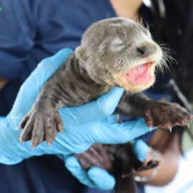 'Operación nutria': Así fue el recate de este cachorro