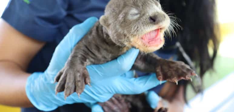 'Operación nutria': Así fue el recate de este cachorro