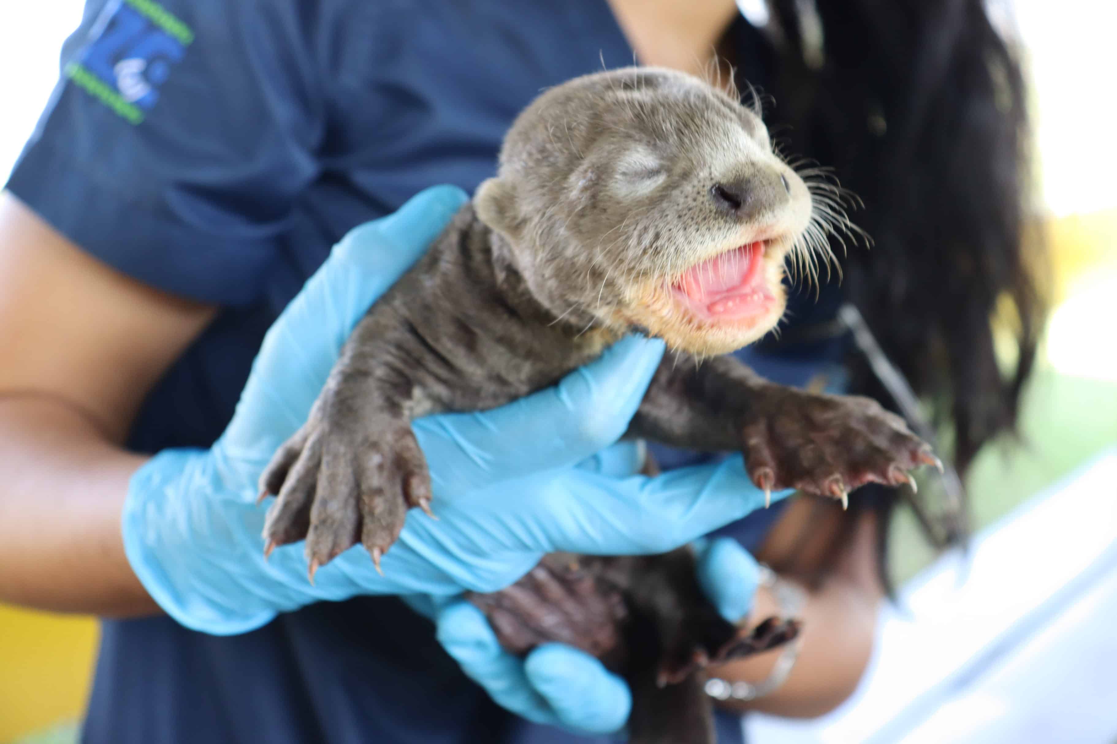 'Operación nutria': Así fue el recate de este cachorro