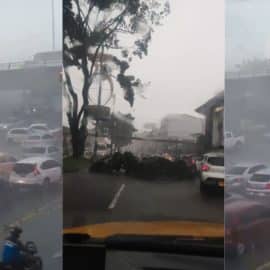 Árboles caídos: Se reportan fuertes lluvias en algunos sectores de Cali
