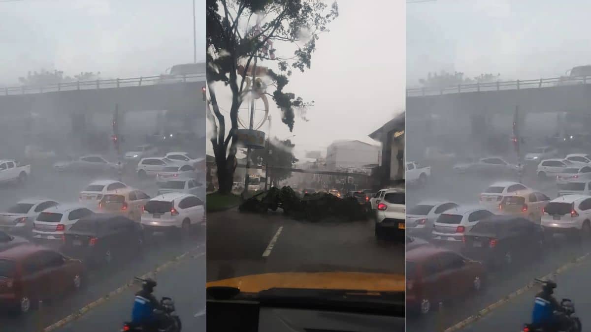 Árboles caídos: Se reportan fuertes lluvias en algunos sectores de Cali