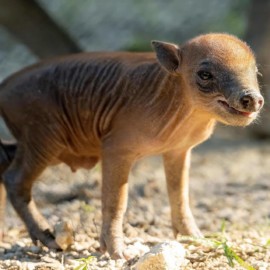 ¡Histórico! El Zoológico de Miami celebra el nacimiento de una babirusa