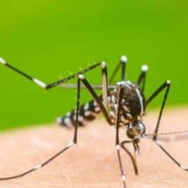 ¿Qué barrios serán fumigados esta semana en Cali? Continúa la lucha contra el dengue