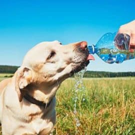La ola de calor también afecta a los animales: ¿Cómo los puede ayudar?