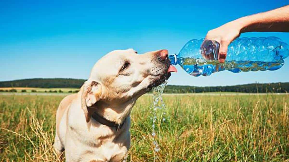 Estas son las líneas de atención para denunciar maltrato animal