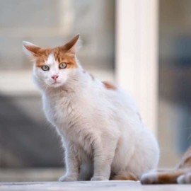 "Hicimos todo según las normas": Exdirectora del Centro de Bienestar Animal