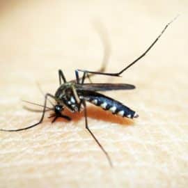 Continúa la lucha contra el dengue: Más de 56 mil predios han sido fumigados en Cali