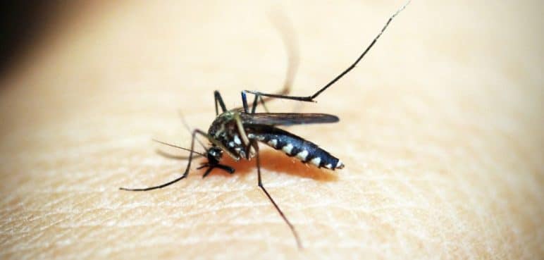 Continúa la lucha contra el dengue: Más de 56 mil predios han sido fumigados en Cali
