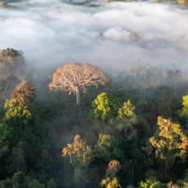 Alerta ambiental: La mitad de la Amazonía podría desaparecer en 2050