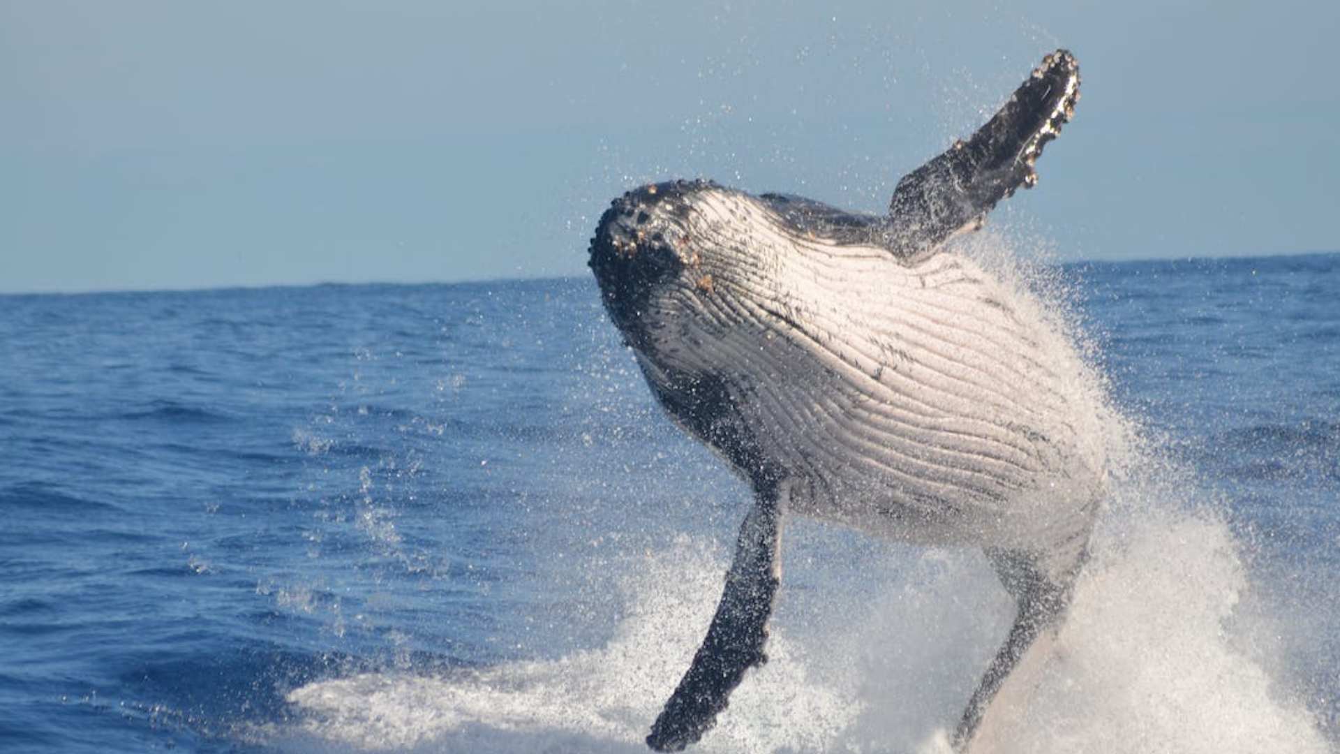 En imágenes: Concluyó la décima expedición de la Armada Nacional a la Antártica