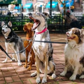 ¡Es tiempo de salir! Estos son los horarios en los que deberías pasear a tu mascota