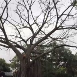 Gran árbol ubicado en el Parque del Perro se encuentra en estado crítico