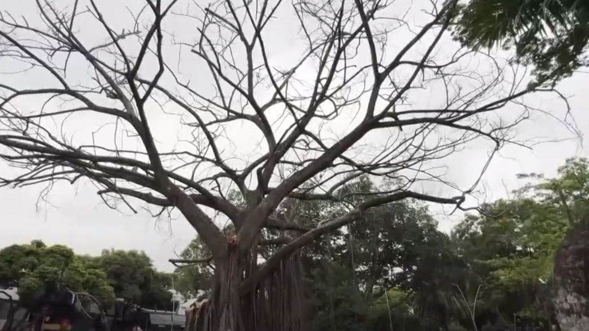 Gran árbol ubicado en el Parque del Perro se encuentra en estado crítico