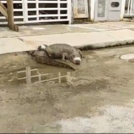 Video: Una babilla sorprendió a los habitantes del barrio Bonanza en Jamundí