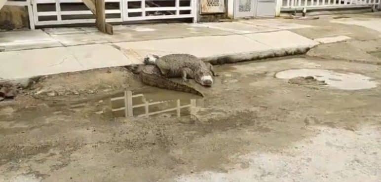Video: Una babilla sorprendió a los habitantes del barrio Bonanza en Jamundí