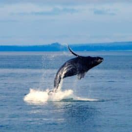 Una canción de amor no correspondida: La historia de la ballena más solitaria del mundo