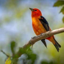 ¿Quiere ser parte de la COP16? Abren inscripciones para expositores