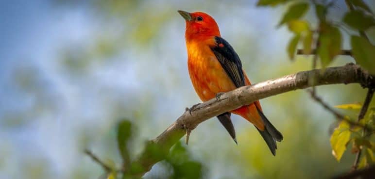 ¿Quiere ser parte de la COP16? Abren inscripciones para expositores
