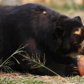 El oso andino, una especie amenazada: Caficultores del Valle buscan su protección