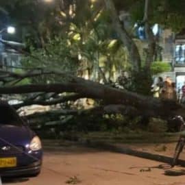 Enorme árbol cae en una vía pública en el centro de la ciudad