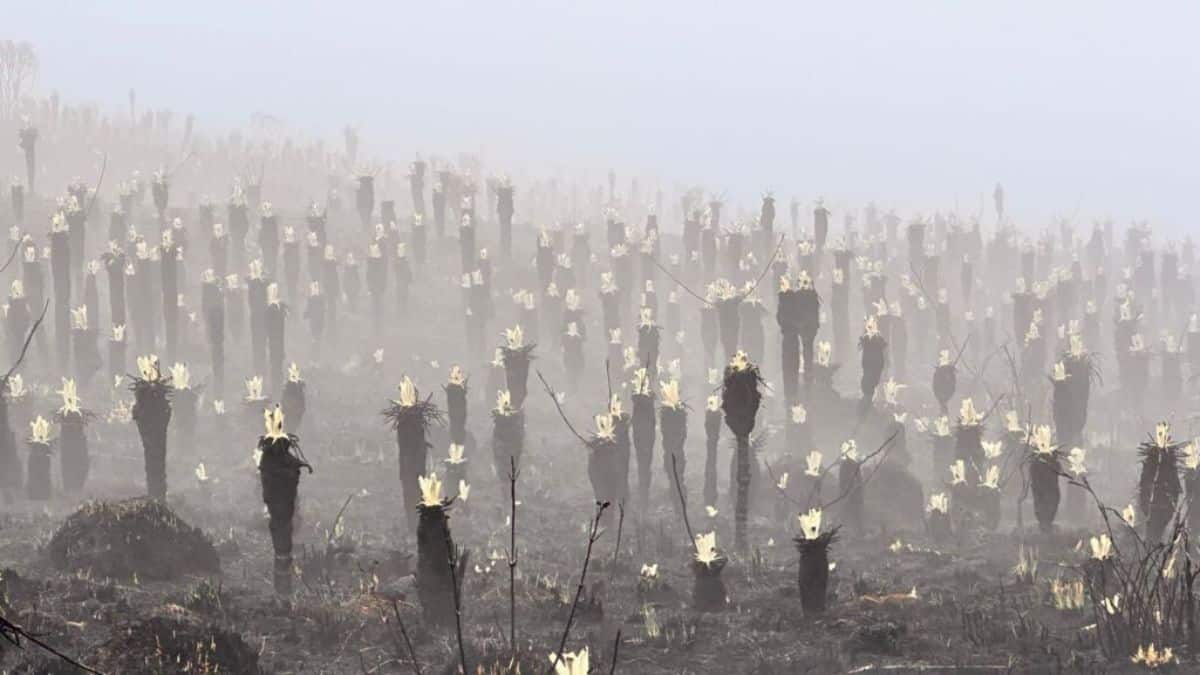 En riesgo de extinción: Japón halla ejemplares del anfibio más grande del mundo