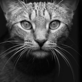 Maltrato animal: El problema de la indiferencia humana