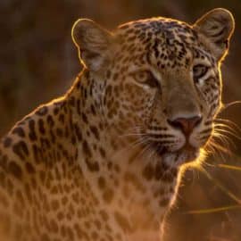 Ciencia y naturaleza: Se celebra el Día Mundial de la Vida Silvestre