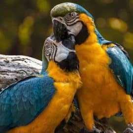 Llega a Cali la Feria Internacional de Aves, Colombia Birdfair 2024