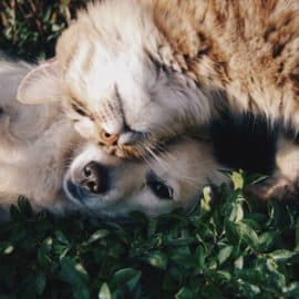 Colitas y patitas contentas: Se celebra el Día Mundial de Amar a tu Mascota