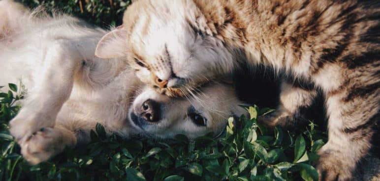 Colitas y patitas contentas: Se celebra el Día Mundial de Amar a tu Mascota