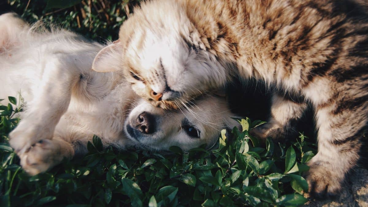 De paseo con tu mejor amigo: Algunos destinos para visitar con tu mascota